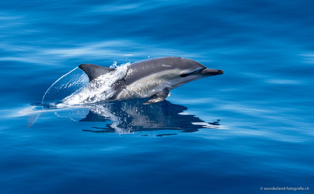 Delfine in Tauranga