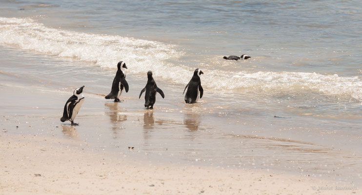 Pinguine in Südafrika 