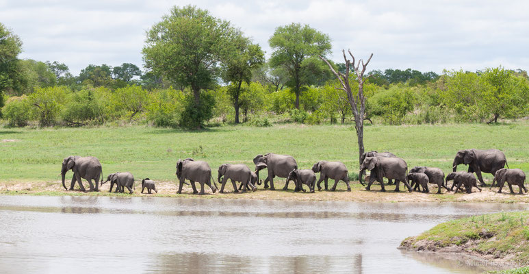 Elefantenherde am Wasserloch in Südafrika 
