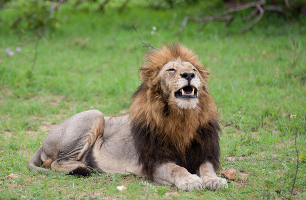 König der Löwen in Südafrika 