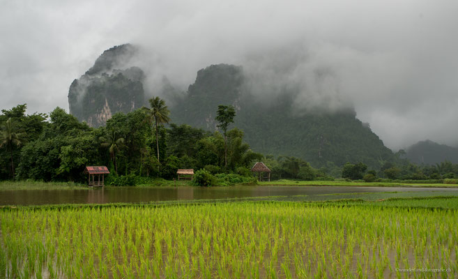 Reisfeld in Vang Vieng