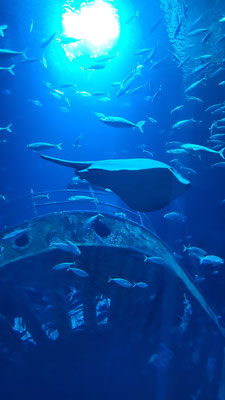 Stralsund Ozeaneum