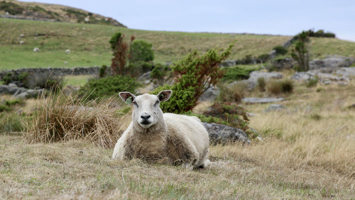 Schafe auf Bru