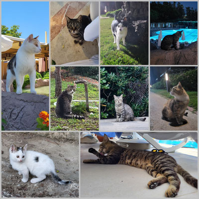 Katzenparadies