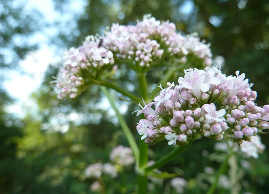 Baldrianblüte