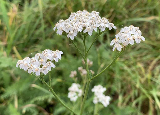 Schafgarbeblüte