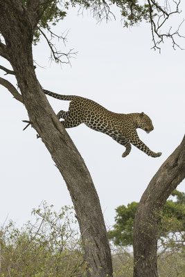 Leopard - Kenia / Maasai Mara