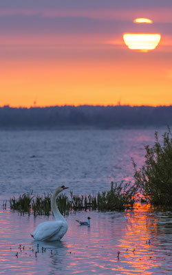 Hornboga Nature Reserve - Sweden