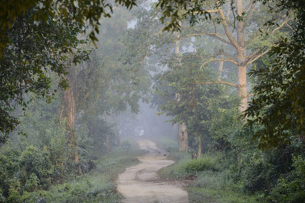 Kaziranga National Park - Assam