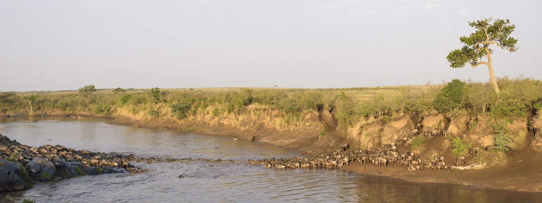 Wildebeest crossing the Mara River - Kenia / Maasai Mara