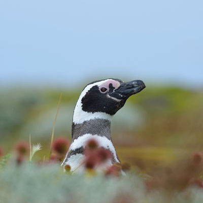 Otway Sound Penguin Colony
