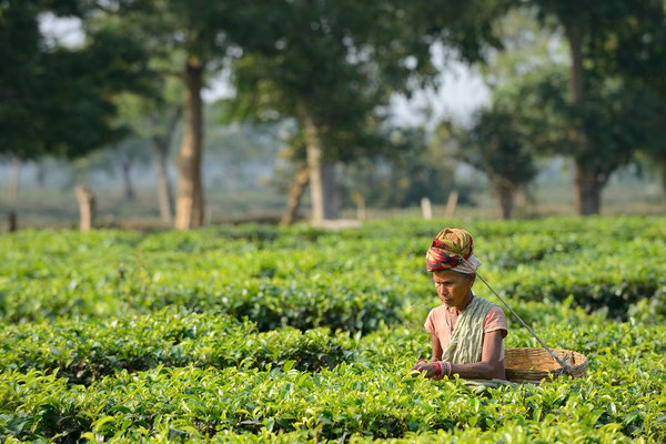 Tea picker in Assam