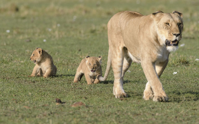 Lion Cubs - Kenia / Maasai Mara