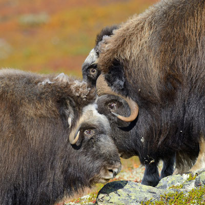 Muskox - Dovrefjell