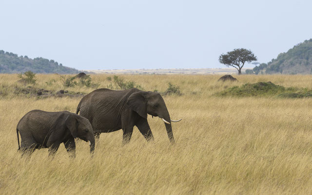 Elephant - Kenia / Maasai Mara