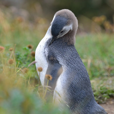 Otway Sound Penguin Colony