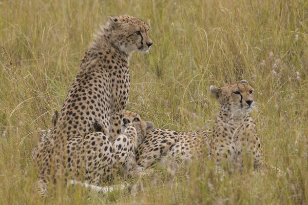 Cheetahs - Kenia / Maasai Mara