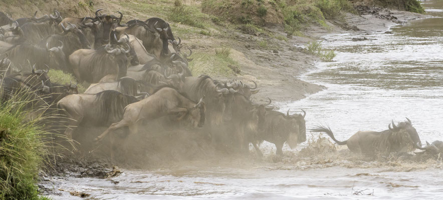 Wildebeest crossing the Mara River - Kenia / Maasai Mara