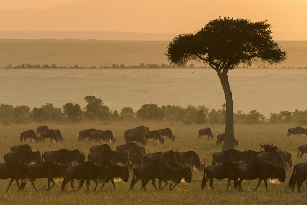 Wildebeest - Kenia / Maasai Mara