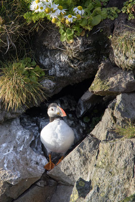 Puffin - Látrabjarg