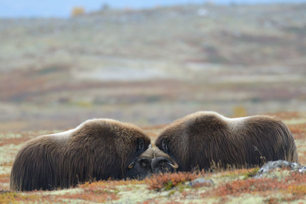 Muskox - Dovrefjell