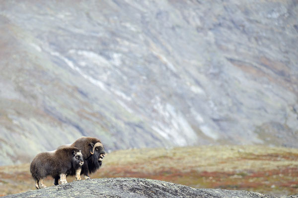 Muskox - Dovrefjell