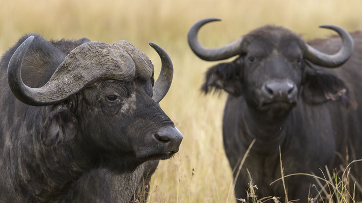 Buffalo - Kenia / Maasai Mara