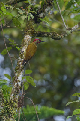 Selva Negra