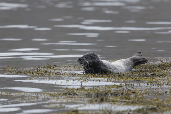 Seals - Westfjord