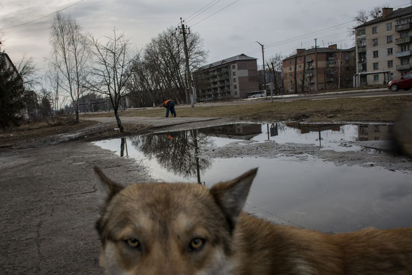 A stray dog in Chernobyl town. Chernobyl Exclusion Zone.