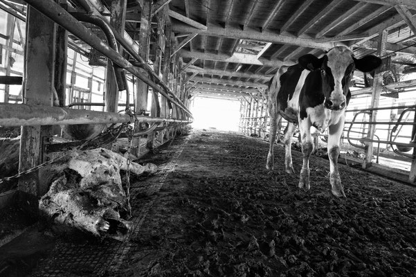 Abandoned farm, Namie,  Fukushima "No-Go Zone", Japan.