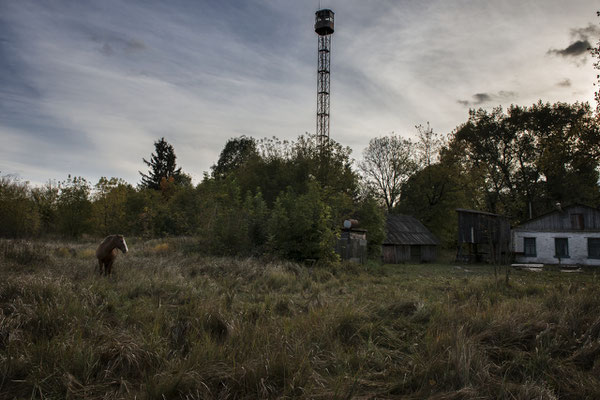 Wild Przewalski horse around the Chernobyl Exclusion Zone.