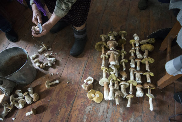 Hanna in her home while cleaning the mushrooms picked up in the Chernobyl forests, Kupovate, Chernobyl Exclusion Zone