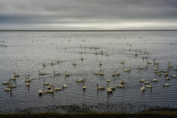 celand. A flock of swans, which are very common in Iceland, near the black beach in Fauskasandur in the east of the country.