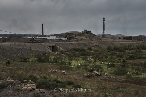 Sheep grazing on poisoned fields