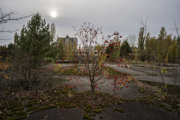 The abandoned city of Pripyat overrun by nature.