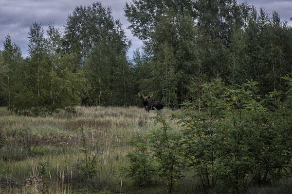 A moose within the Chernobyl exclusion zone.