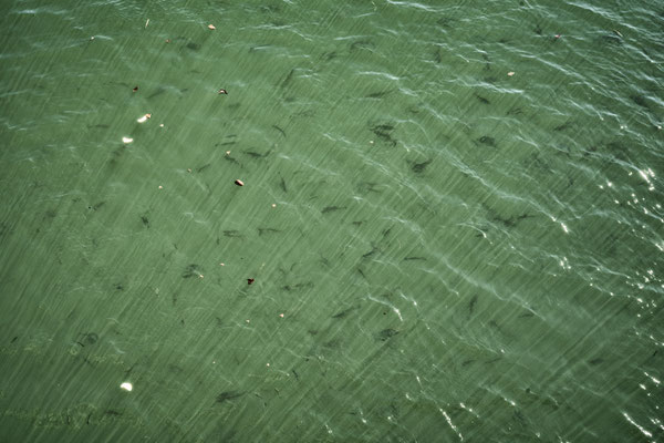 Fish inside one of the channels of the Pripyat River reservoir.