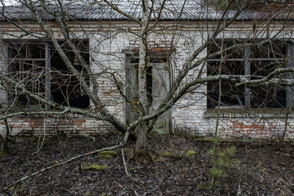 A tree grown in front of the entrance to an abandoned house in the town of Polesskoe, within the Chernobyl exclusion zone.