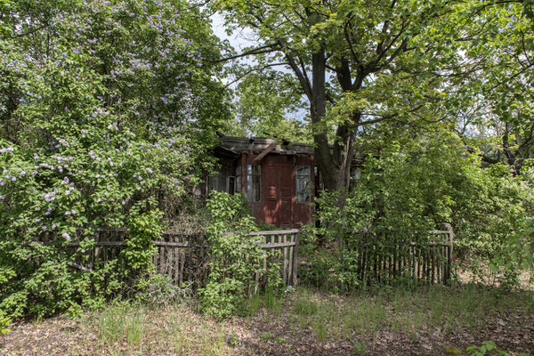 A house surrounded by nature in an abandoned village in the Chernobyl exclusion zone.