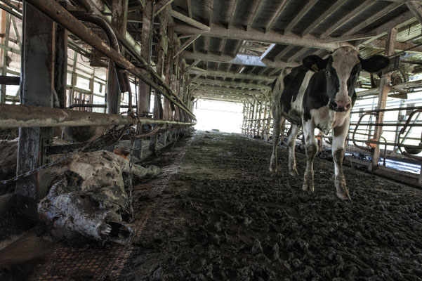 Abandoned farm, Namie,  Fukushima "No-Go Zone", Japan.