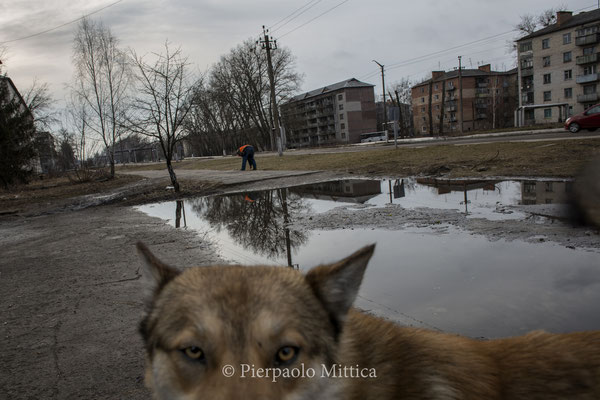 a stray dog in Chernobyl town