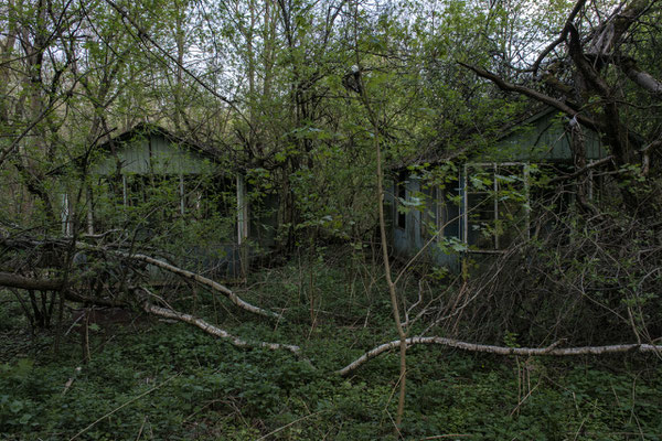 houses surrounded by nature in the abandoned part of the city of Chernobyl.