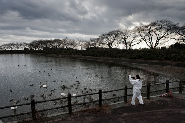 Animal activist looking at the swans in a contaminated lake inside the exclusion zone, Kamishigeoka, Naraha, Fukushima "No-Go Zone", Japan.