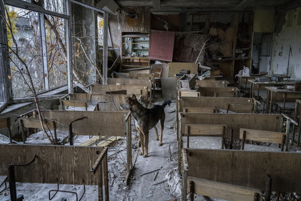 A stray dog wanders inside the abandoned city of Pripyat.