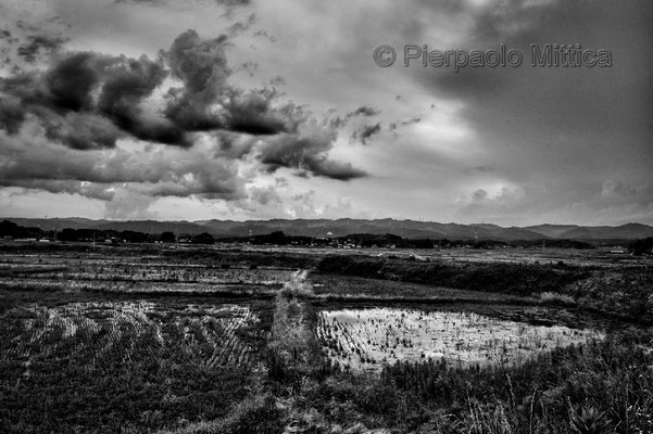 Contaminated rice fields, Minamisoma, Fukushima "No-Go Zone", Japan.