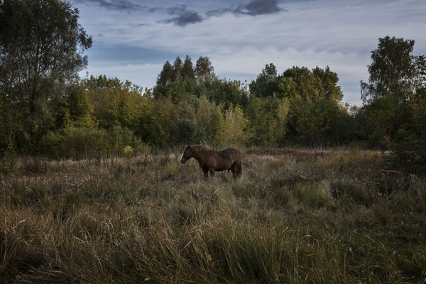 Wild Przewalski horse around the Chernobyl Exclusion Zone.