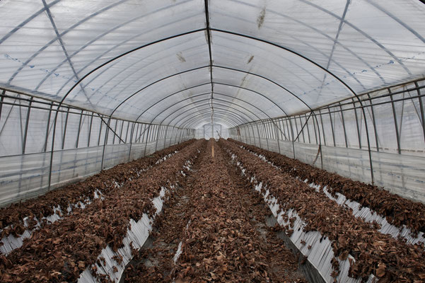 Abandoned strawberries greenhouse, Fukushima "No-Go Zone", Japan.