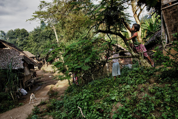 Children while collecting berries from the tree, the Mae La refugee camp, Thailand