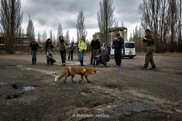 Tourists while watching a fox in the main square of Pripyat, exclusion zone